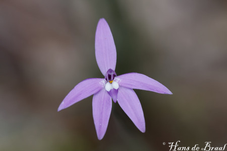 waslip, een orchidee